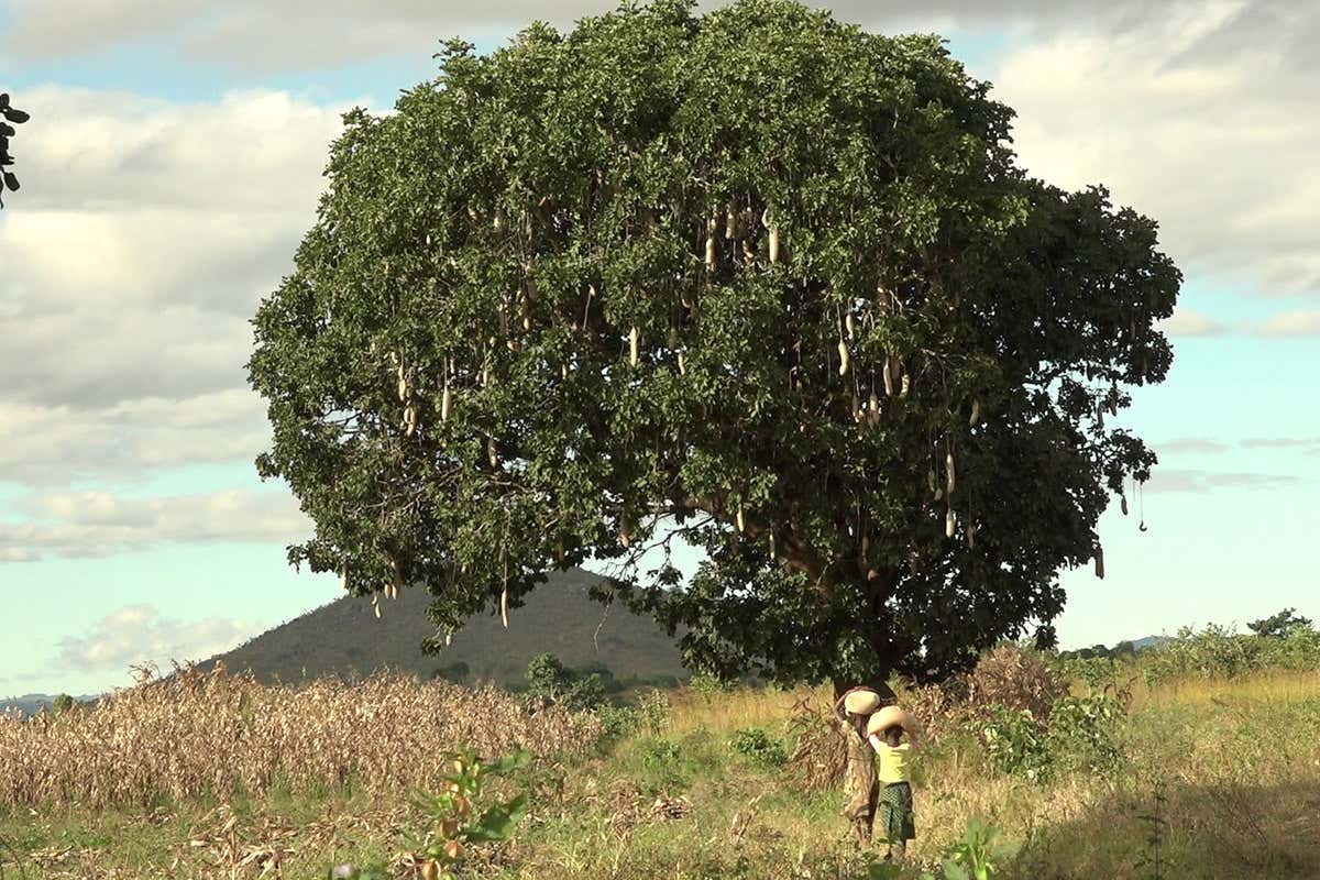 How an activist from Malawi changed the minds of US climate sceptics