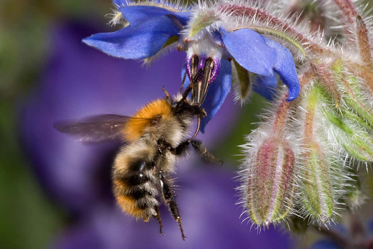 Climate change could turn bumblebees into picky eaters