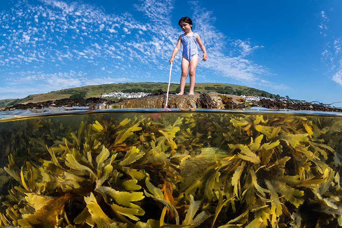 How your seaweed-filled beach pics could help monitor climate change