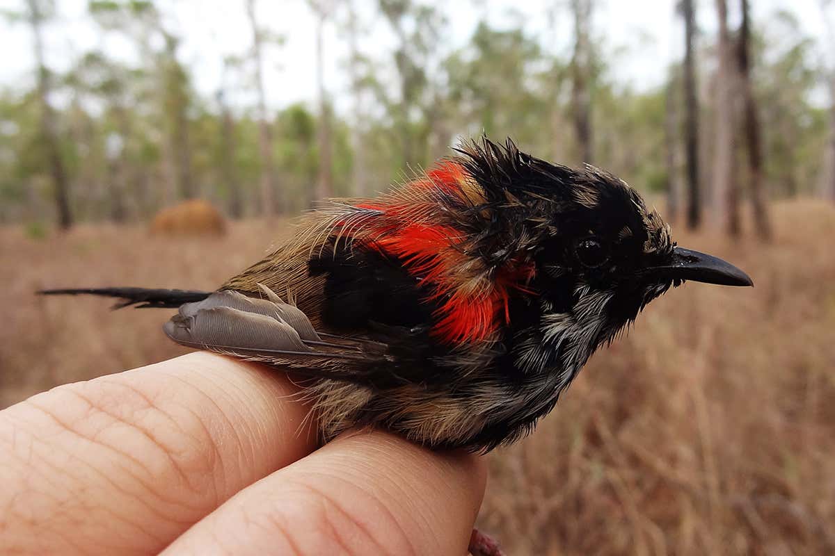 Male birds’ feathers become duller when wildfires burn their habitats