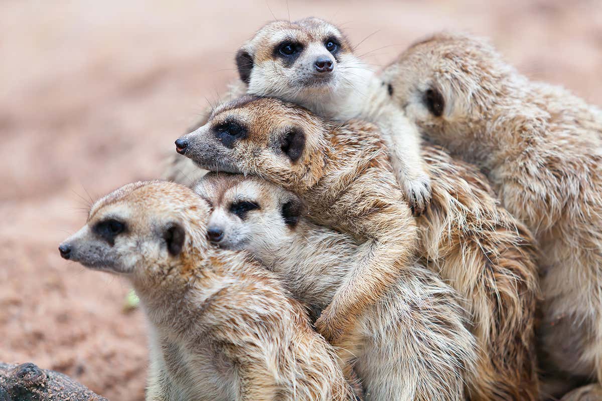 Meerkats hugging each other