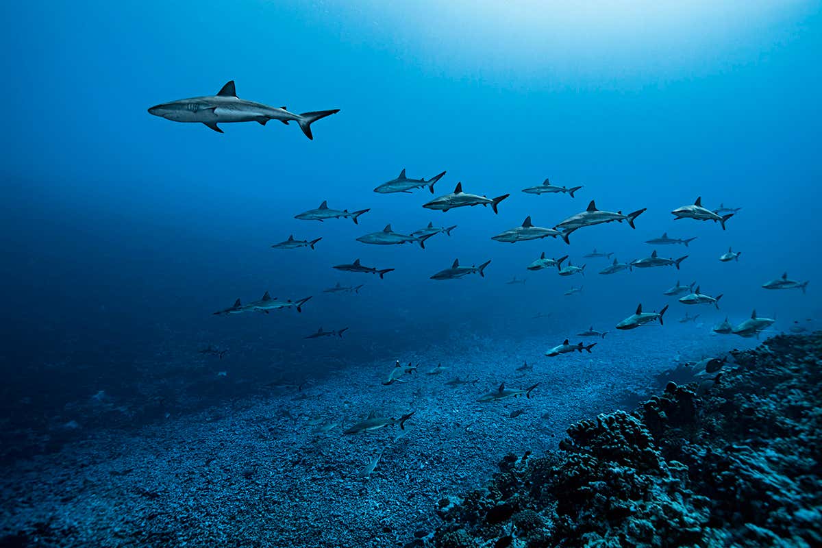 Amazing surfing sharks image shows how currents help them save energy