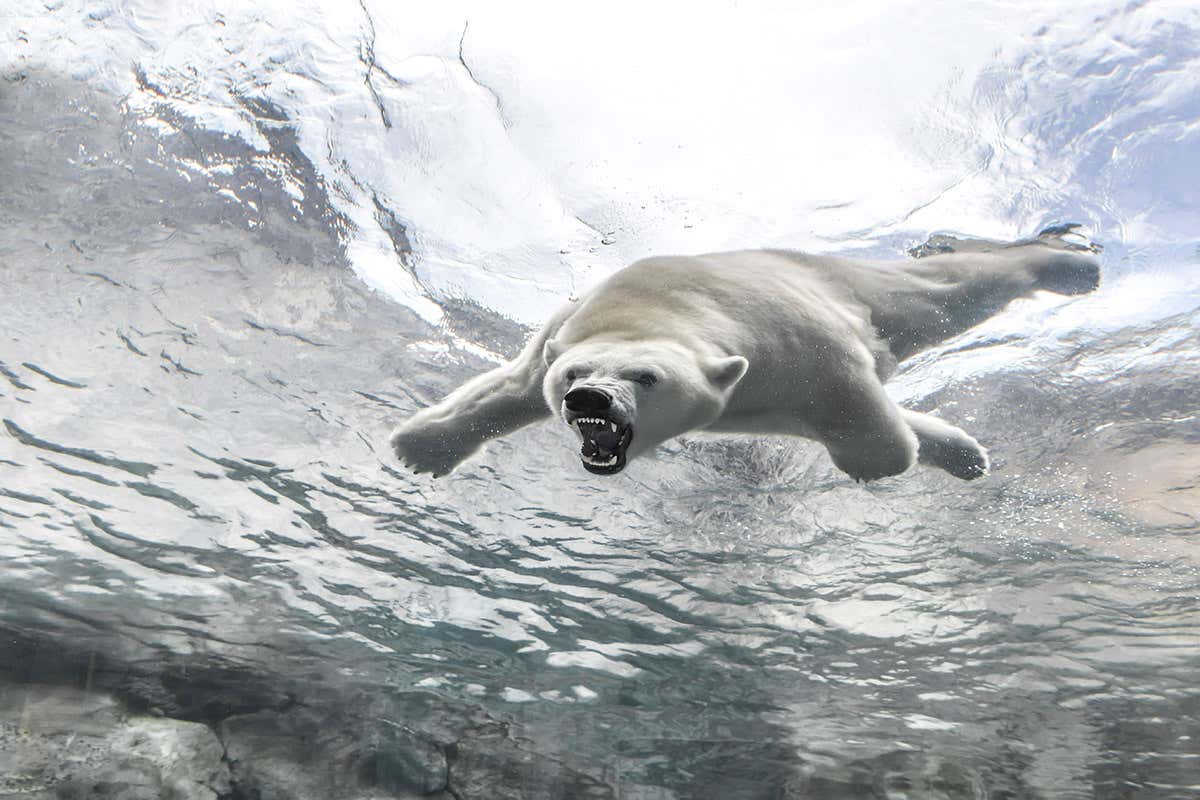 Could polar bears be established in the Antarctic to save the species?