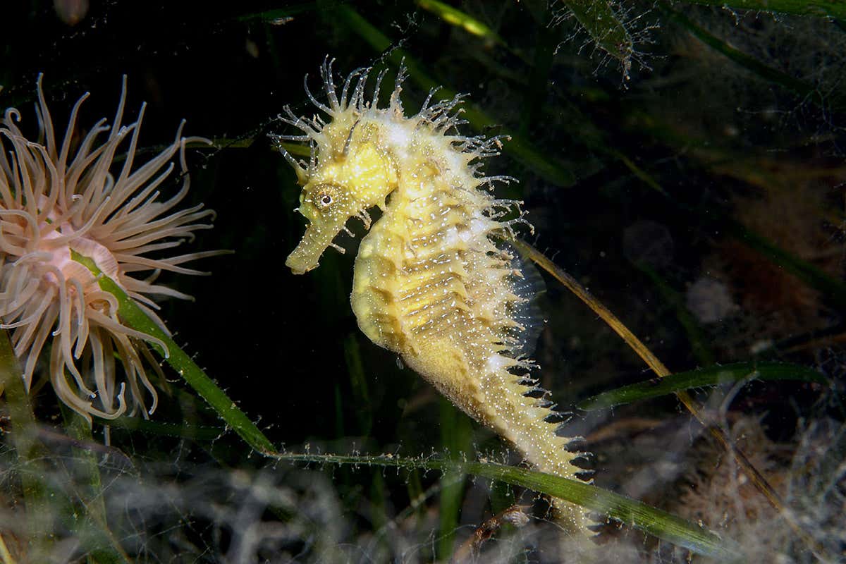 seahorse