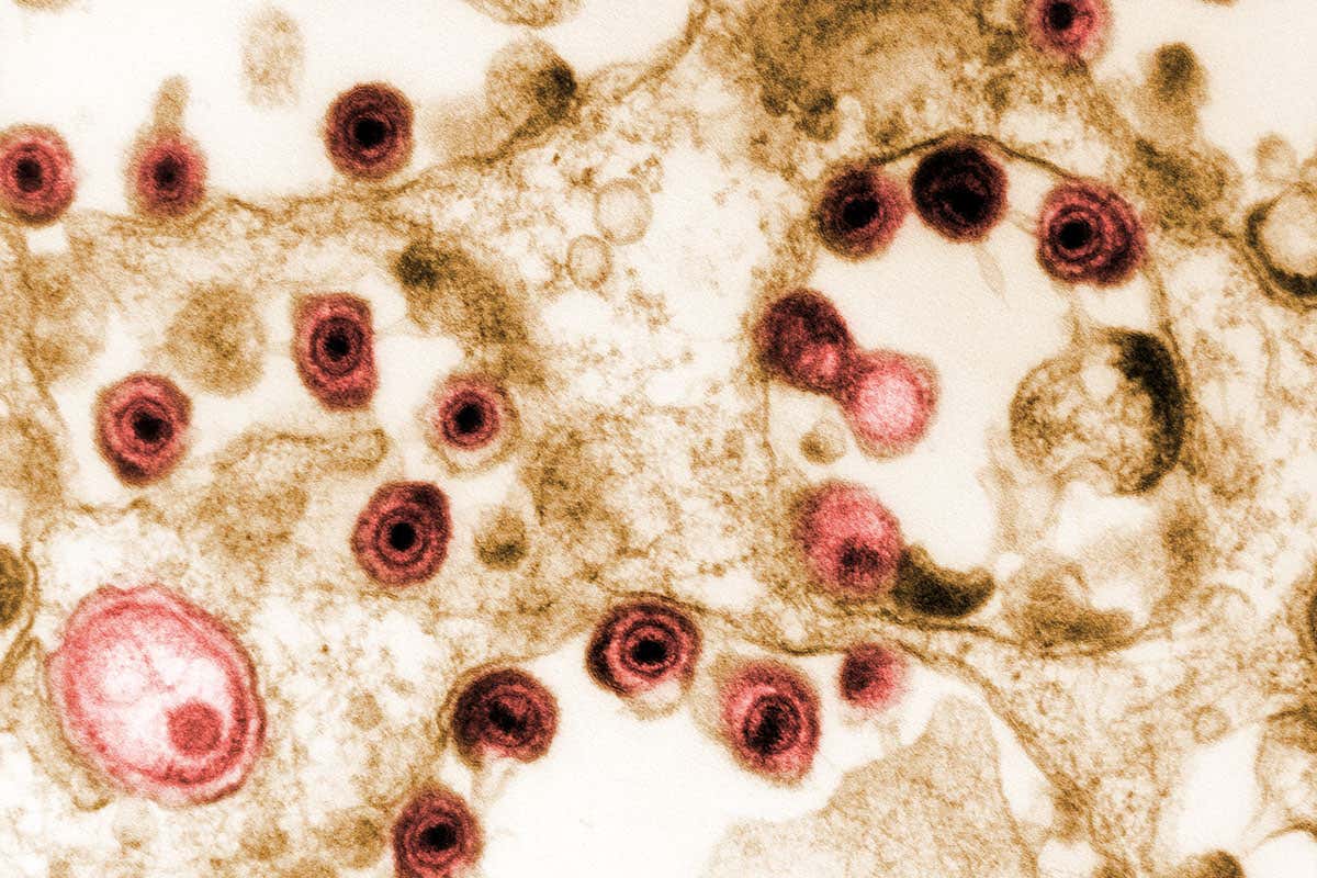 Common colds predate farming and may be older than our species