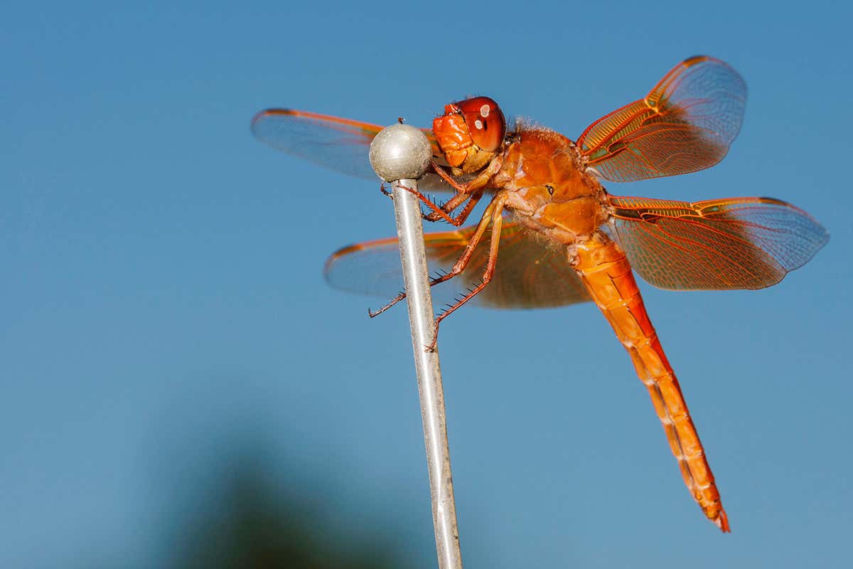 dragonfly