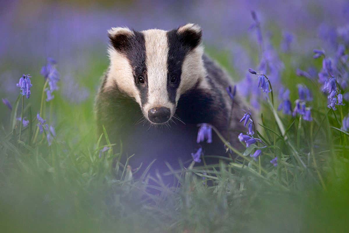 badger
