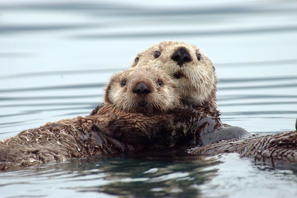 sea otter