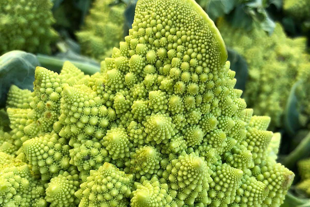 Romanesco cauliflower