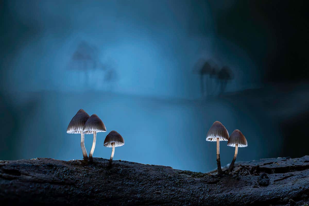 Fantastic fungi images capture the magic of mushrooms