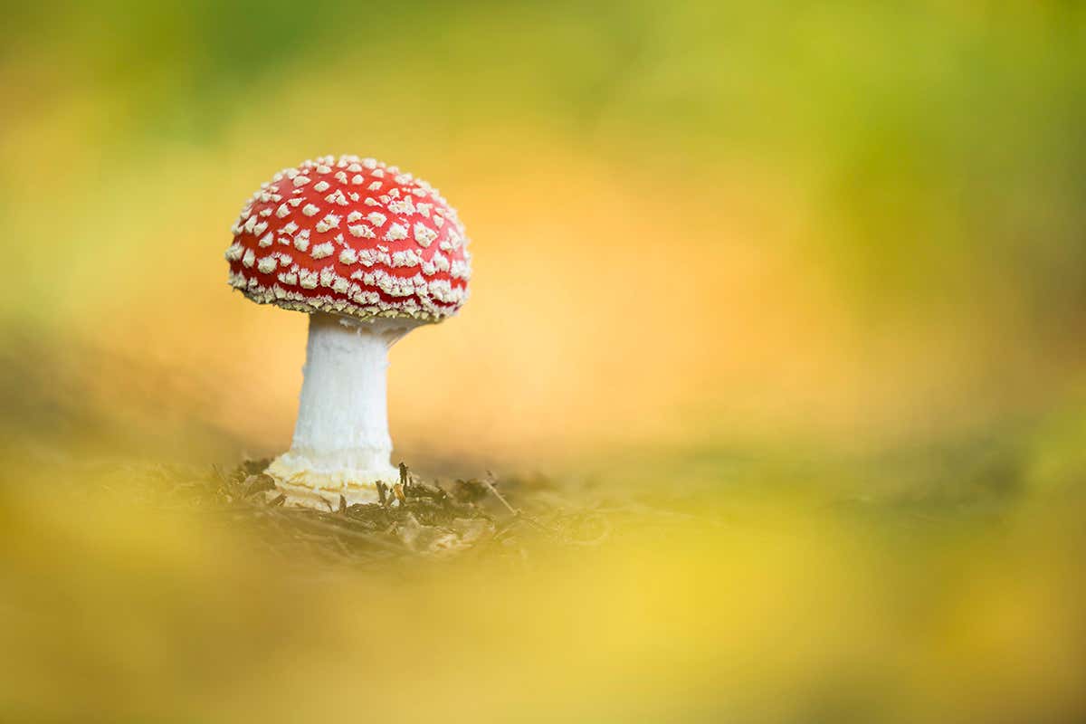 New Scientist. Science news and long reads from expert journalists, covering developments in science, technology, health and the environment on the website and the magazine.