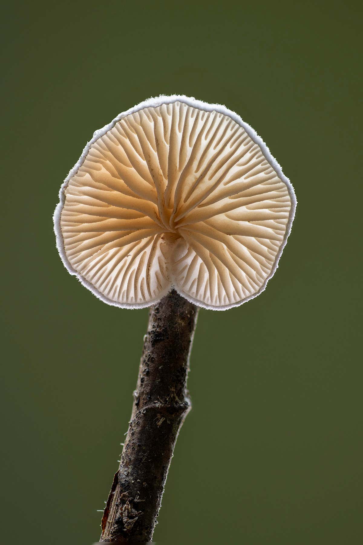 New Scientist. Science news and long reads from expert journalists, covering developments in science, technology, health and the environment on the website and the magazine.