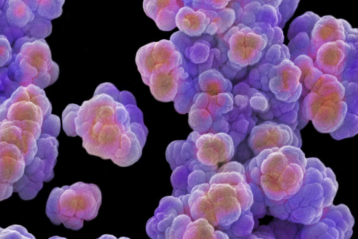 Weird ‘Borg’ DNA found in microbes takes in genes from other organisms