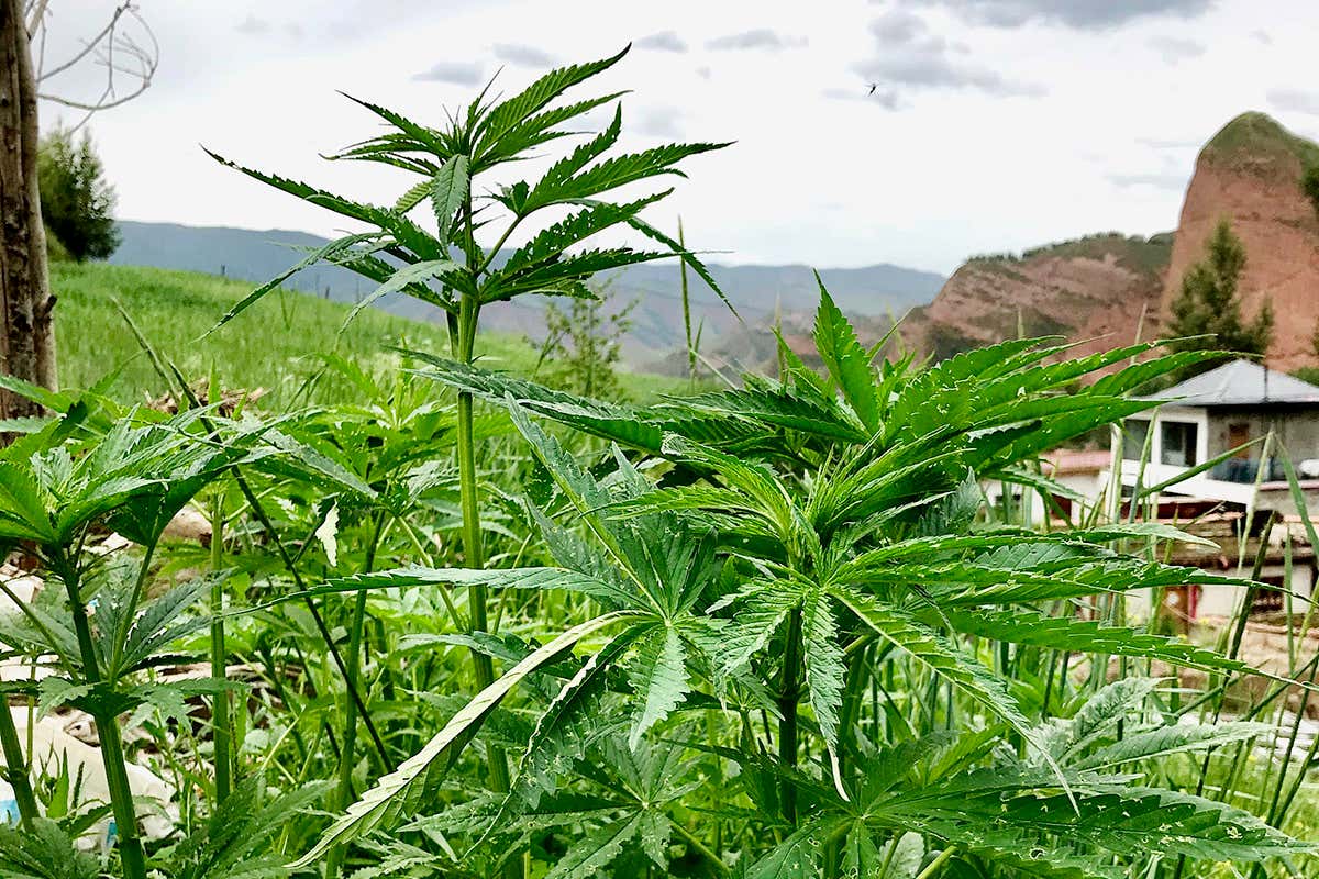 Cannabis was domesticated in north-west China around 12,000 years ago