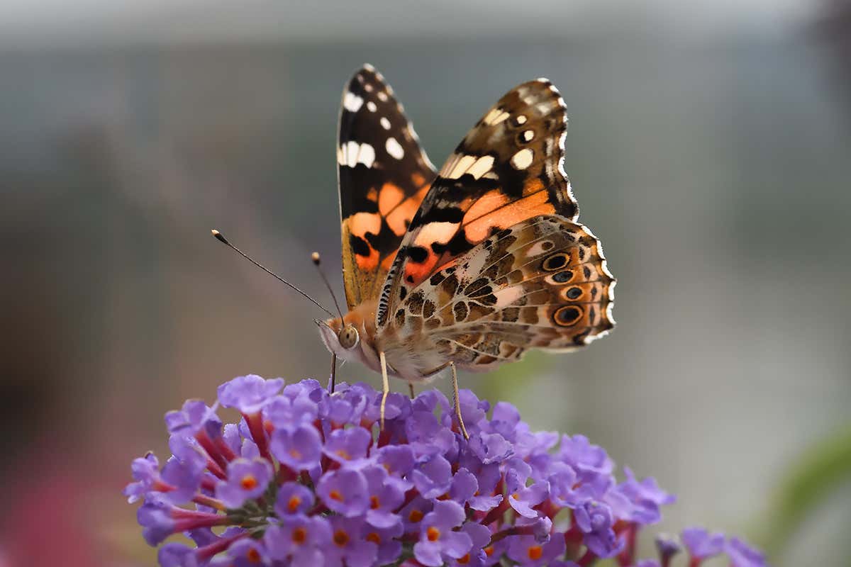 Painted lady (Vanessa cardui)
