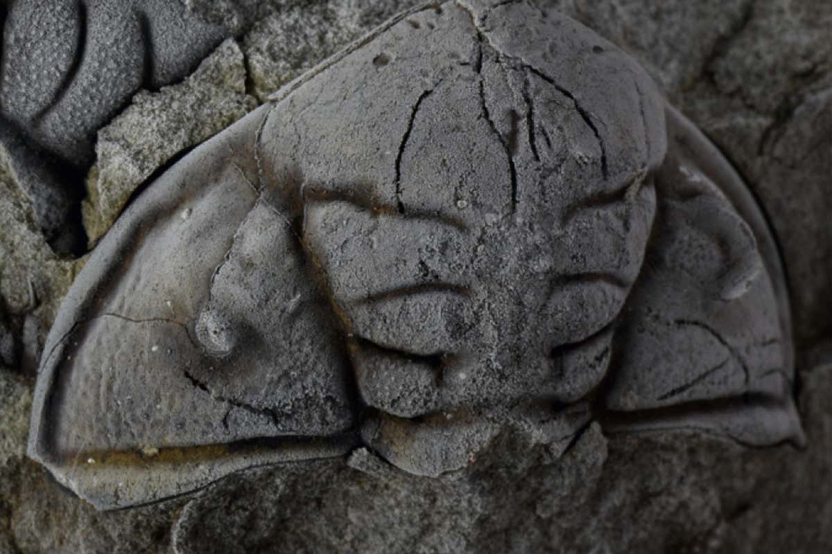 trilobite