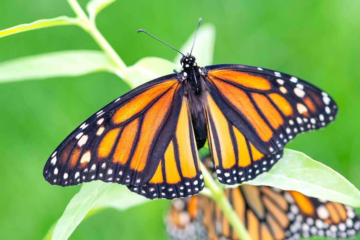monarch butterfly