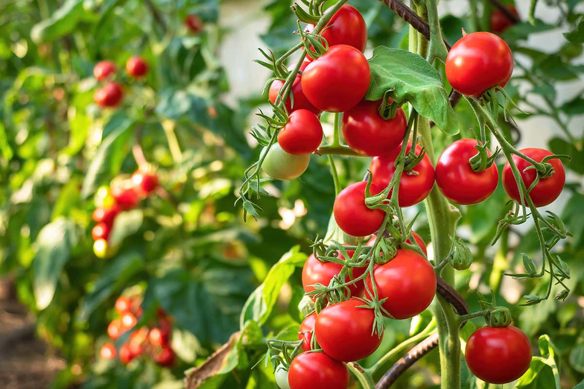 Cherry tomato plants