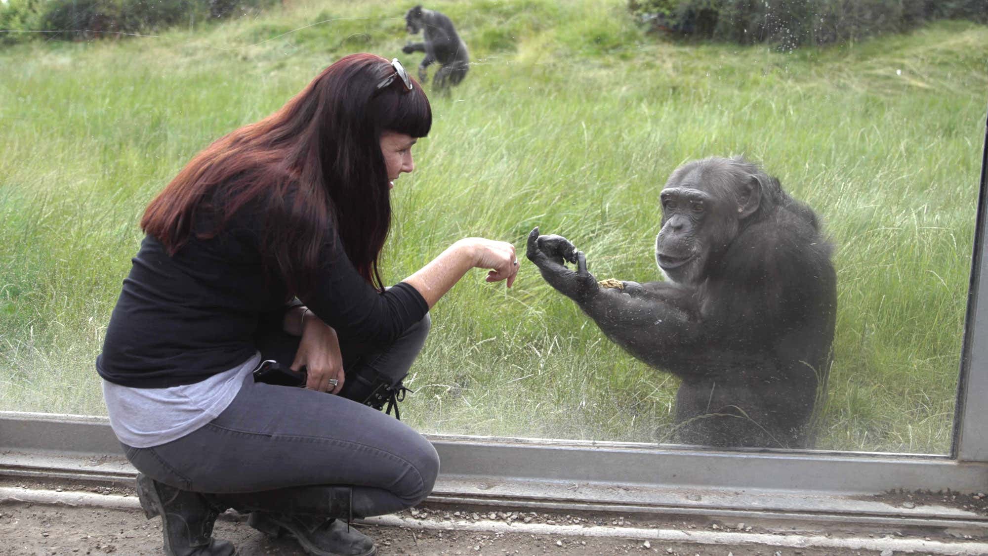 Puzzle-solving great apes: The shared abilities underpinning language