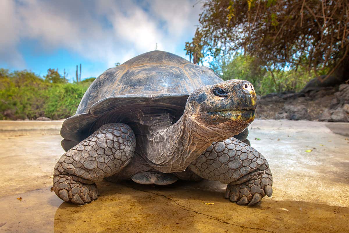 Galapagos tortoises use their self-destructing cells to avoid cancer