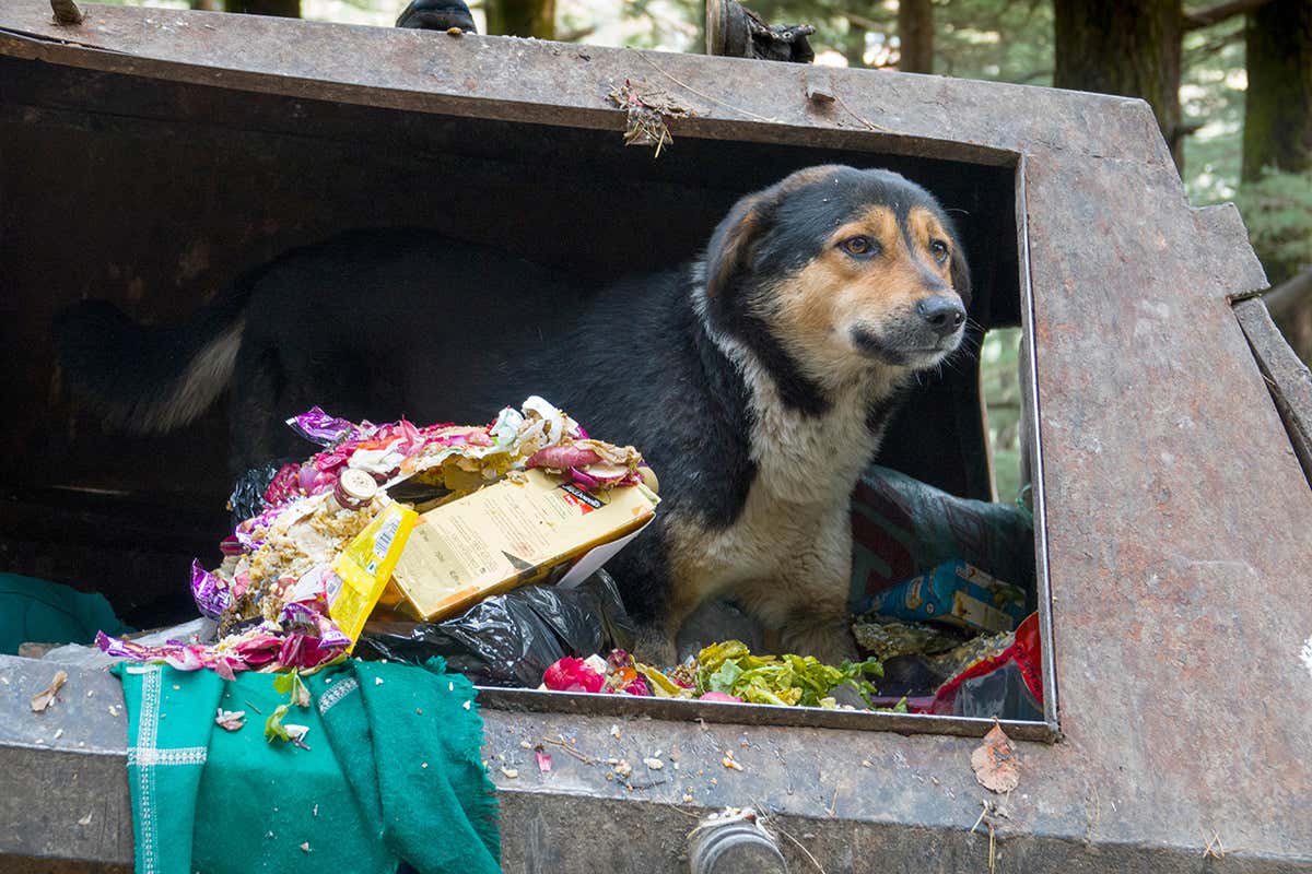 What would become of dogs without humans? Here’s how they’d evolve