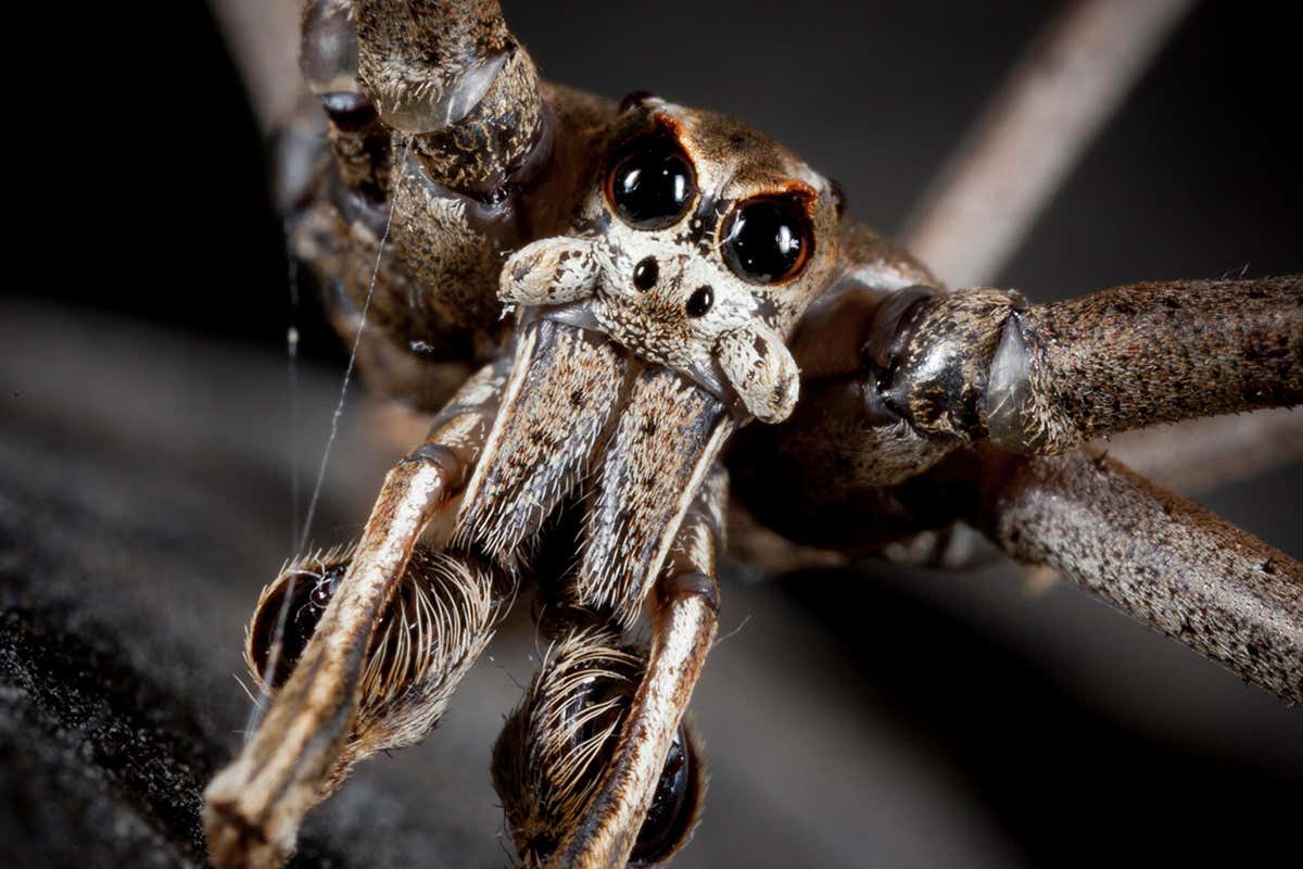 New Scientist. Science news and long reads from expert journalists, covering developments in science, technology, health and the environment on the website and the magazine.