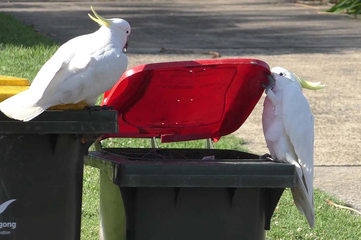 Cockatoos opening bins