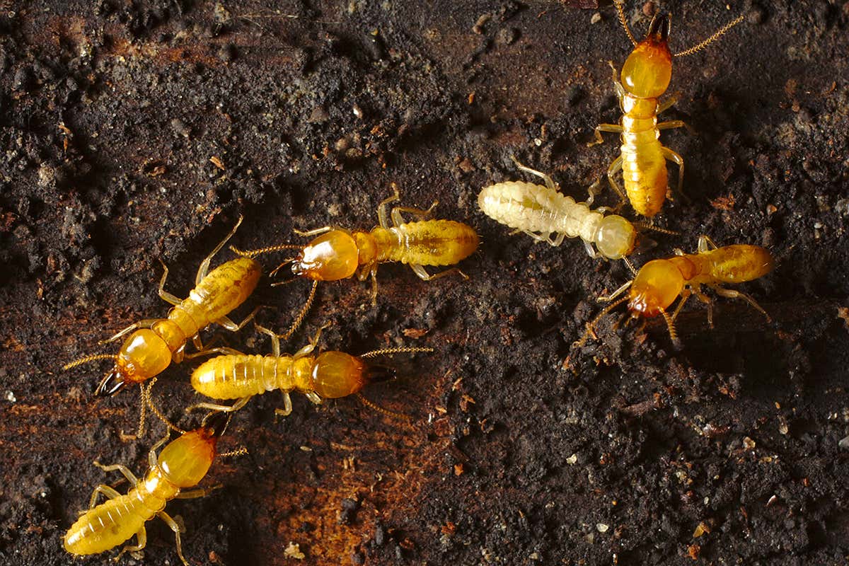 Termite gut microbes can help turn toxic wood into biofuels