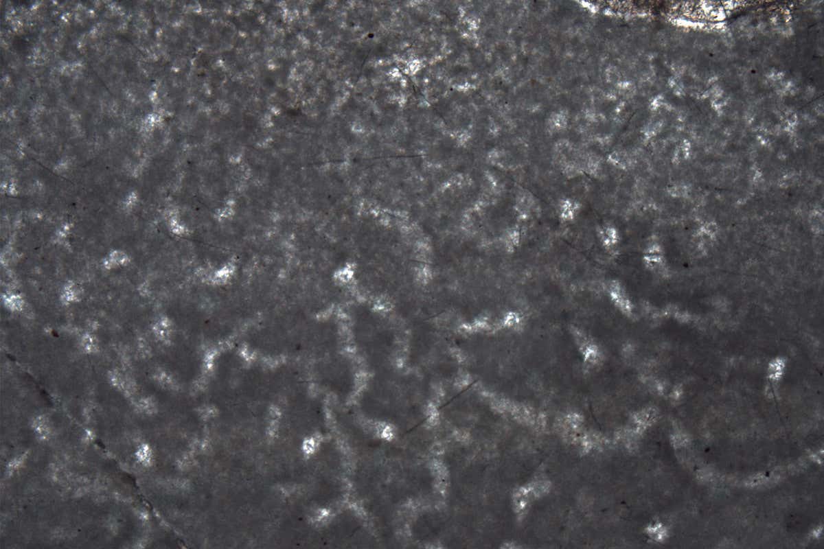 Microscopic calcite structures reveal the protein skeleton of an ancient sponge