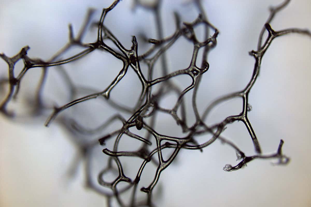 The spongin skeleton of a modern sponge