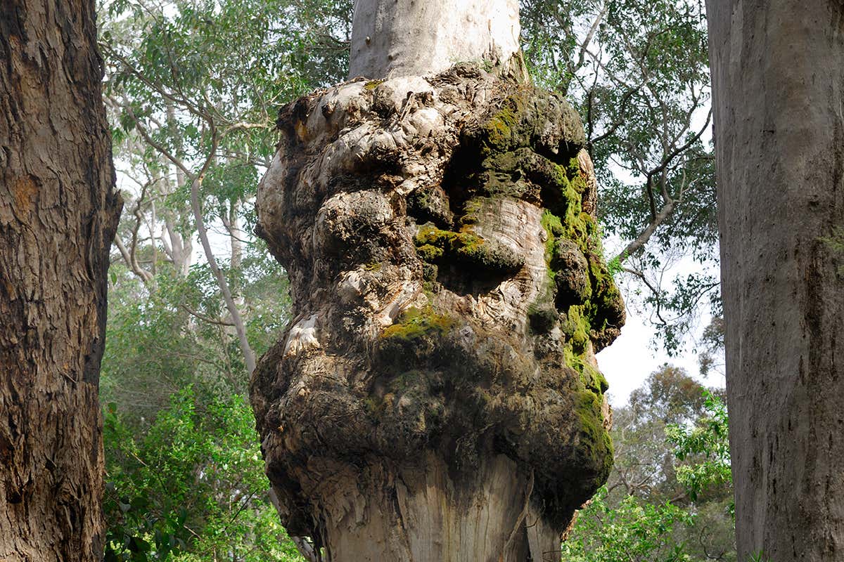 Do plants, fungi or microorganisms get cancer?