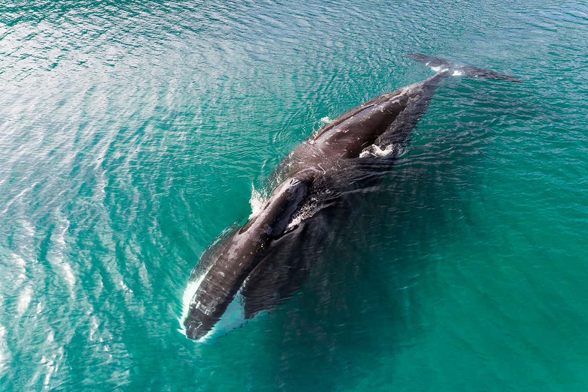 Bowhead whale