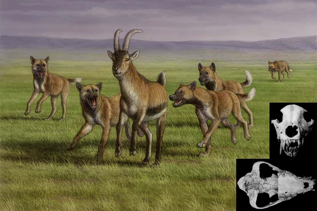 artist's reconstruction of wild dog
