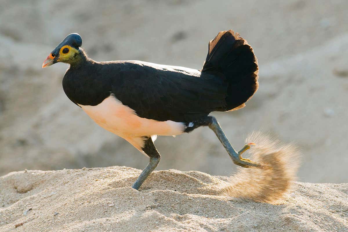 maleo bird