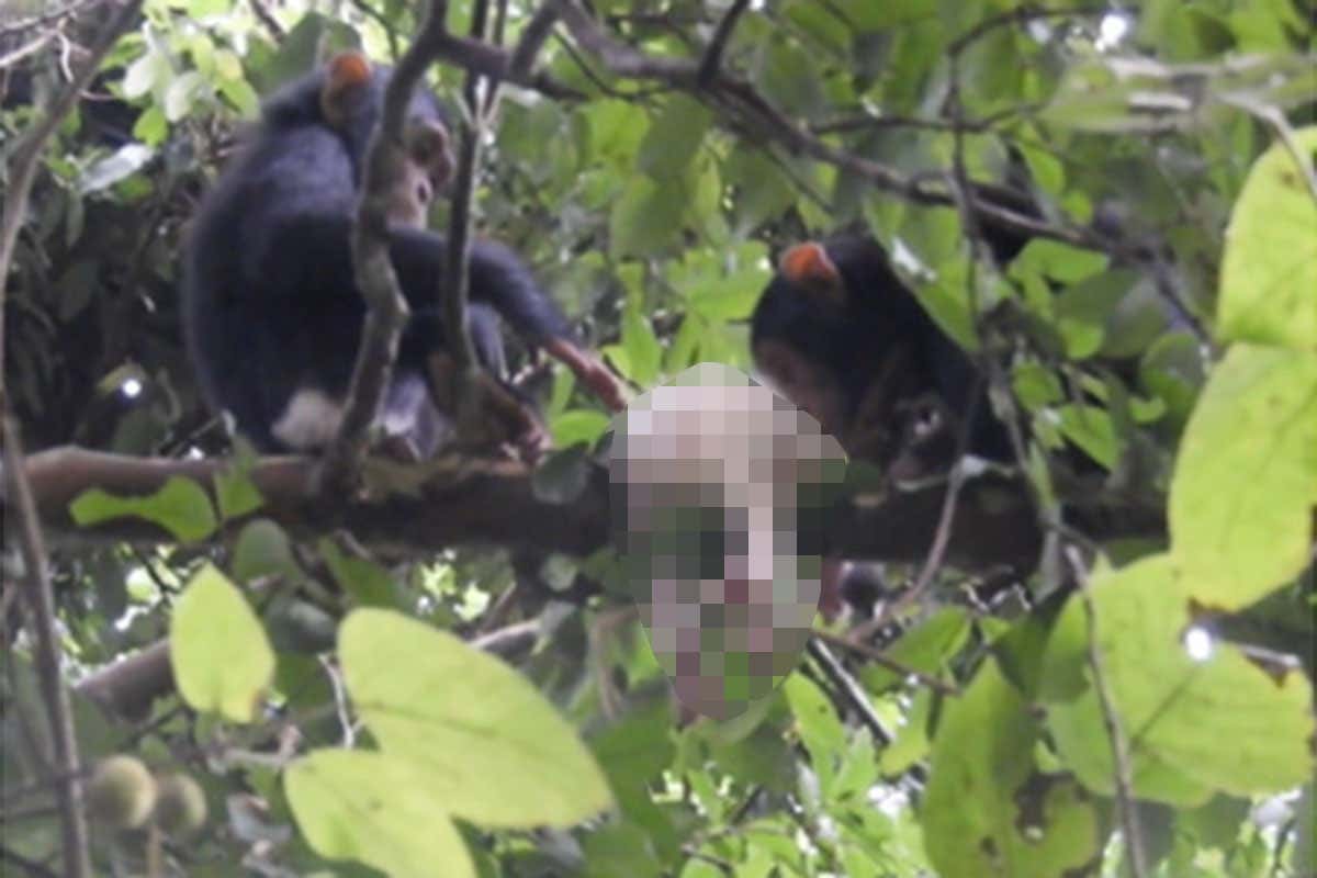 Blurred picture of dead albino chimp