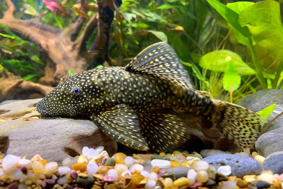 Bristlenose Plecos