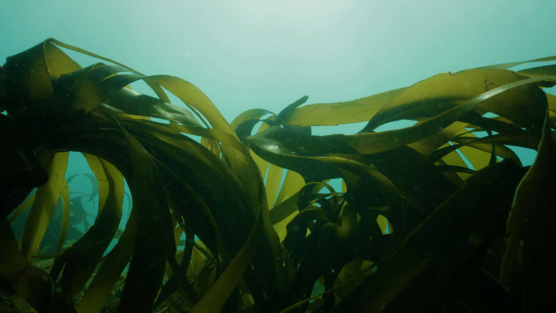 kelp off the coast of Sussex, UK