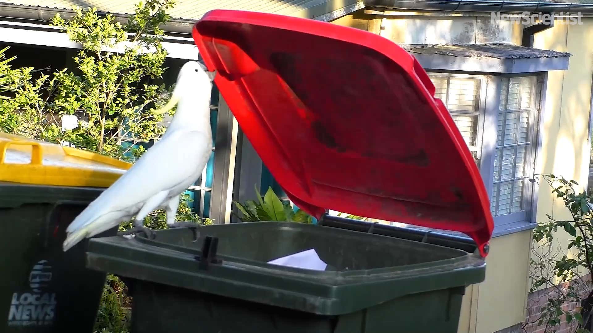 Cockatoo opens bin