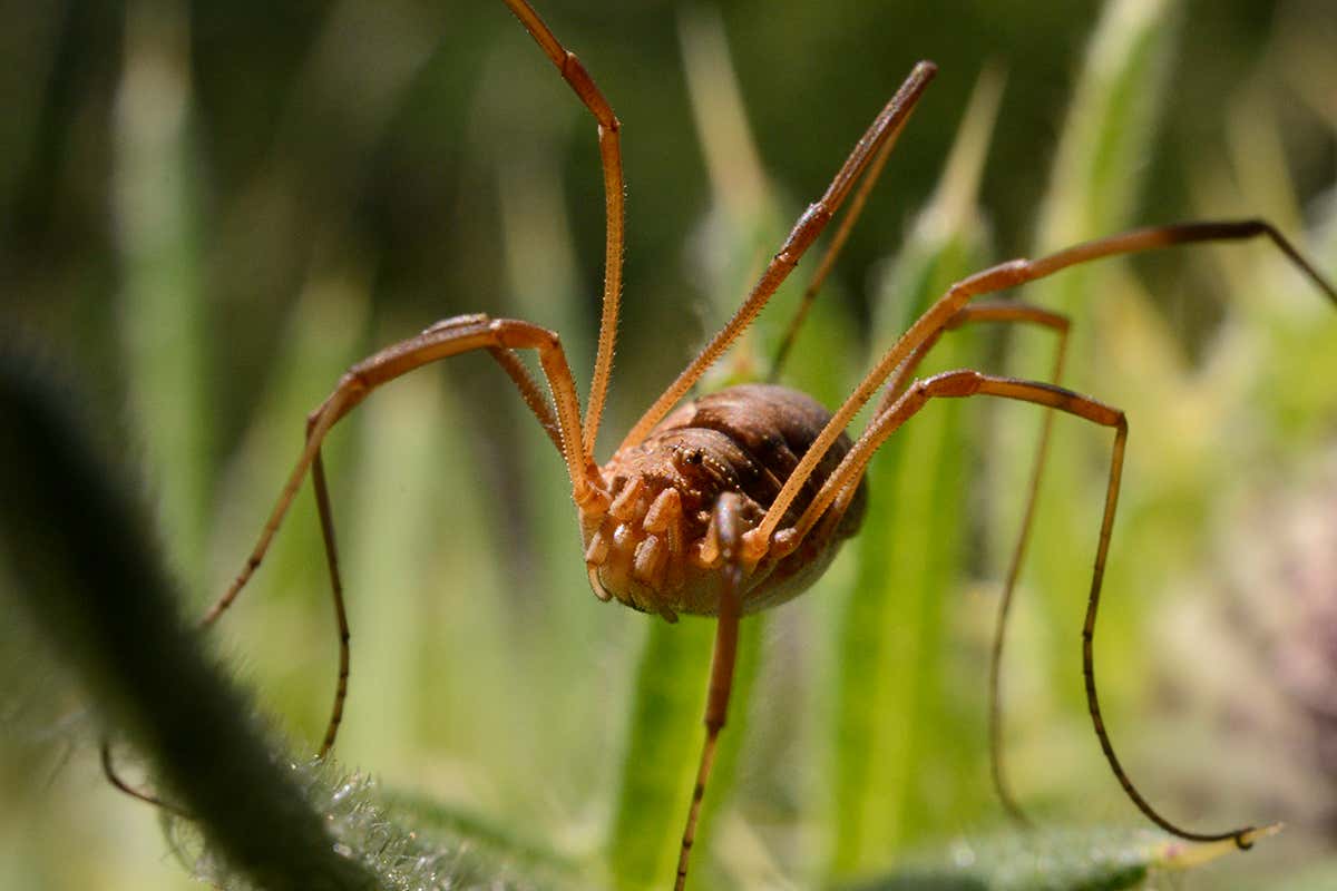 harvestman