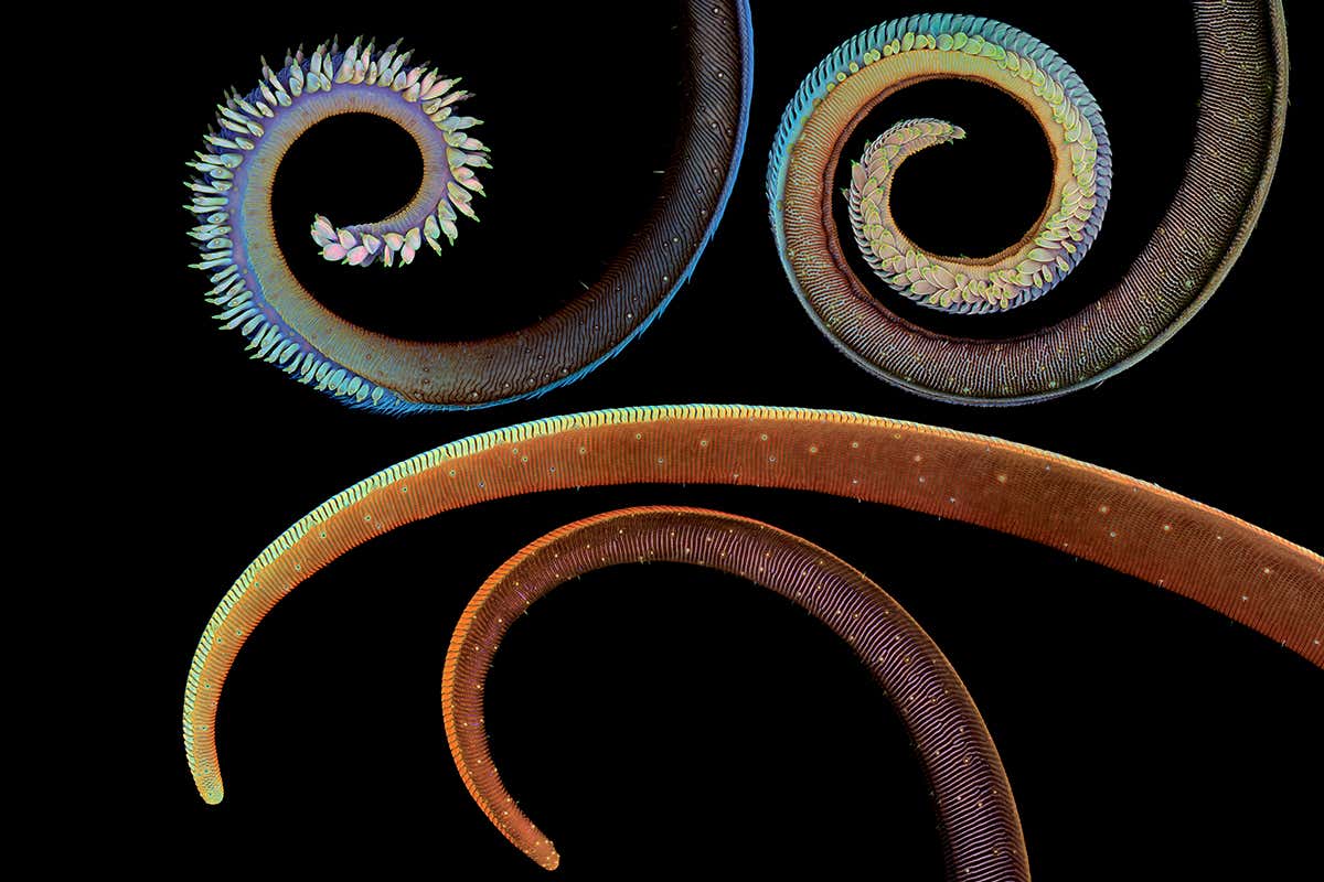 Amazing images show butterfly mouthparts up close