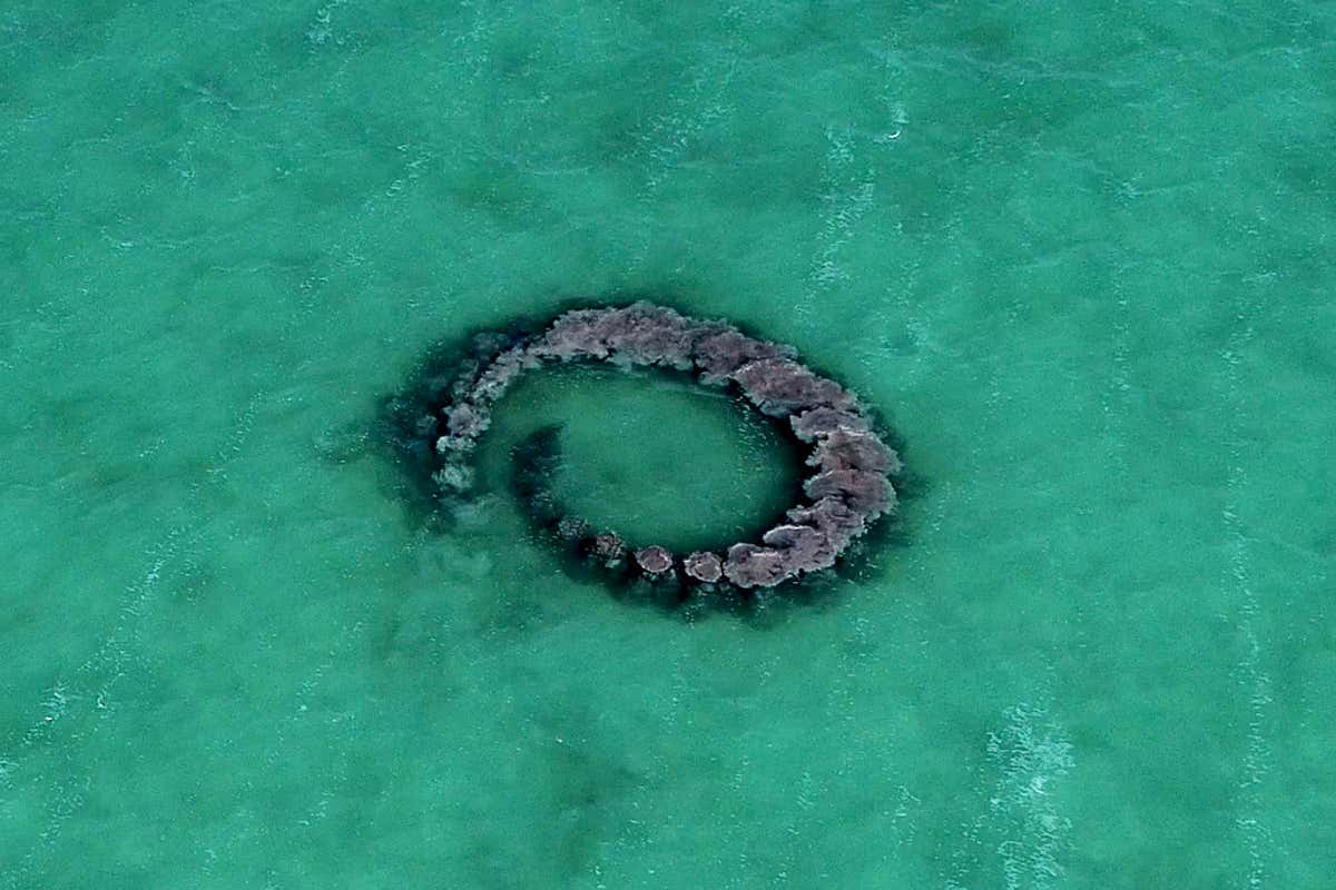 mud ring made by dolphin