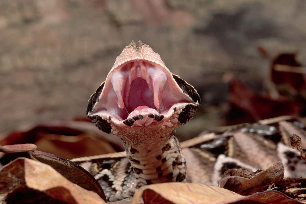 snake with fangs