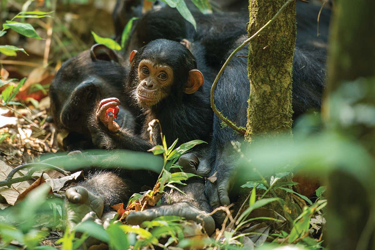 New Scientist. Science news and long reads from expert journalists, covering developments in science, technology, health and the environment on the website and the magazine.
