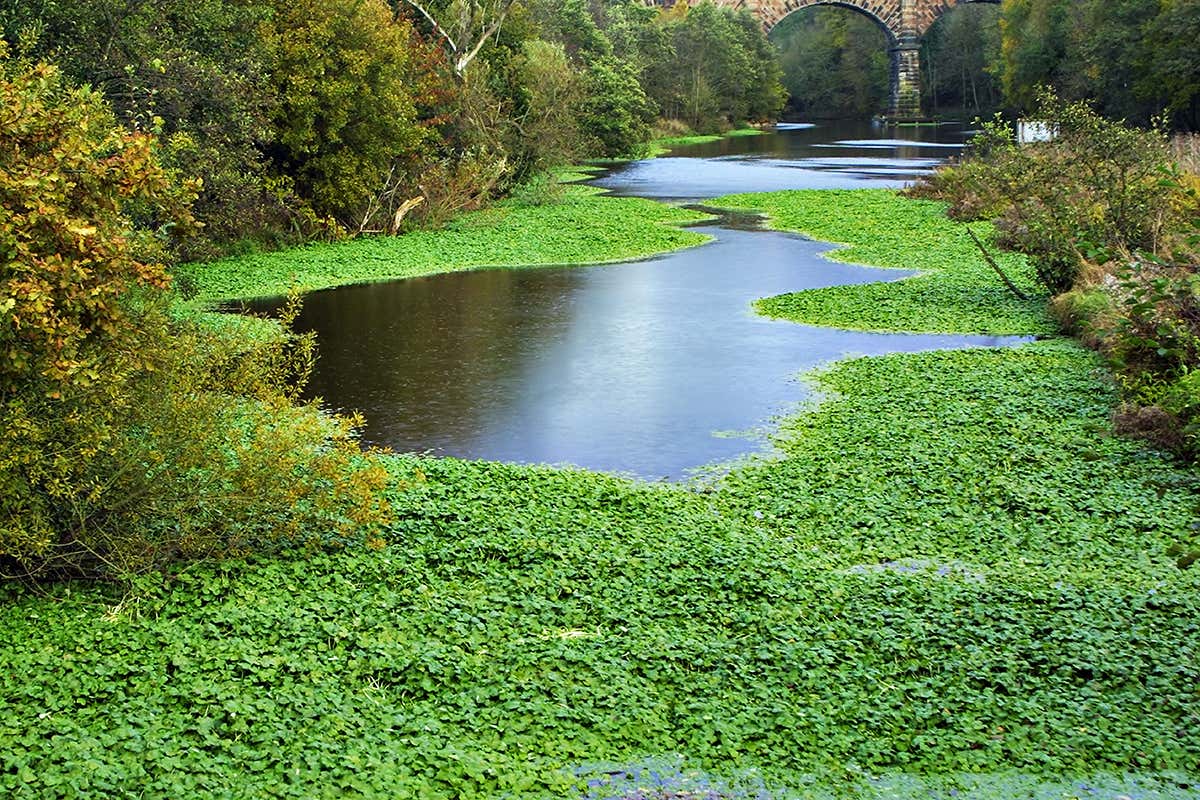 Here's how to spot invasive plants before they take over
