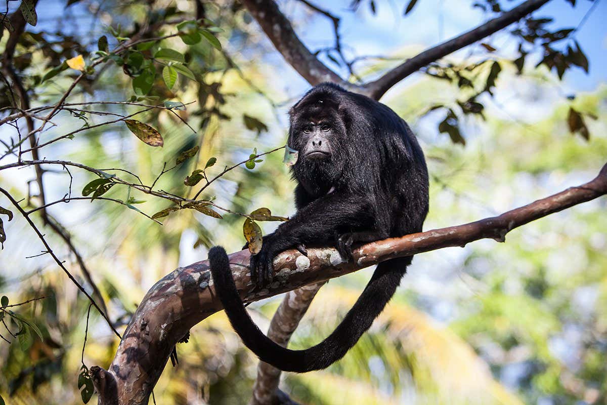 A Black Howler monkey