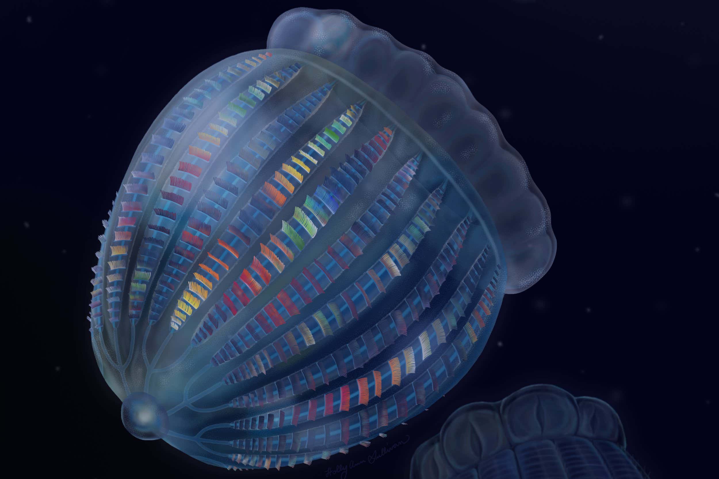 Comb jelly