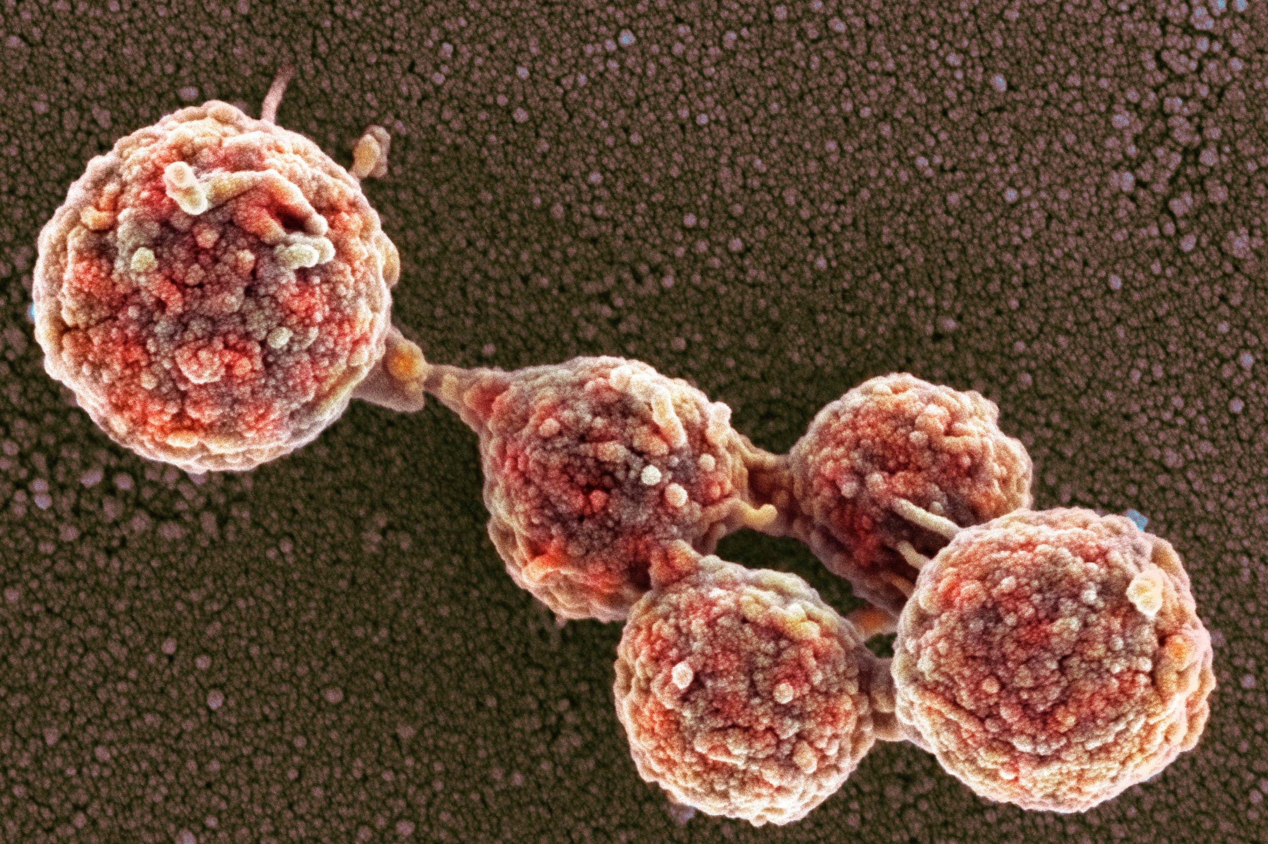 Mycoplasma mycoides JCVI-syn1.0 cells