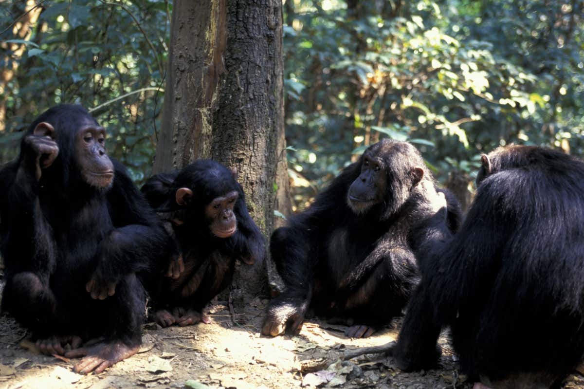 Chimpanzees take interest in newborns
