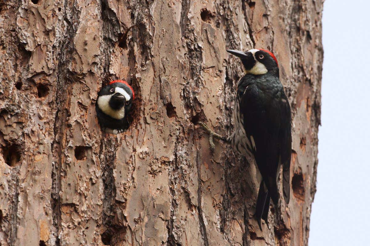 Acorn Woodpeckers