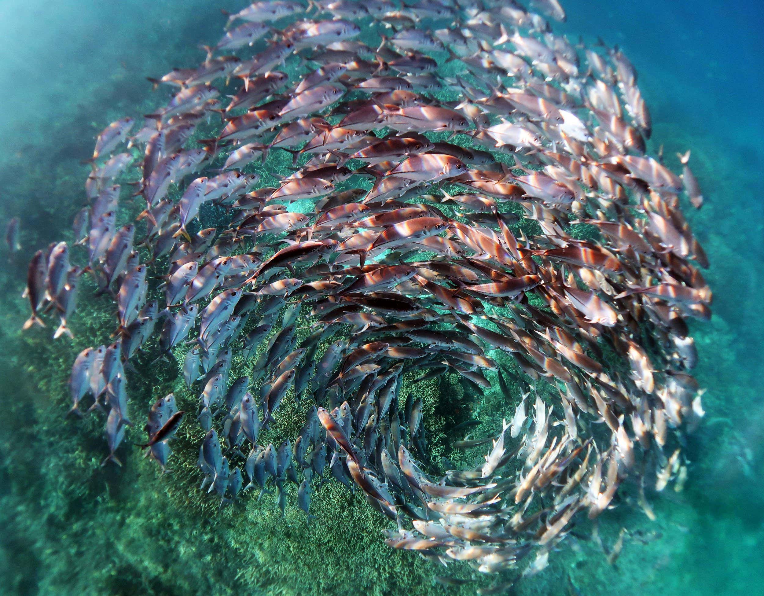 New Scientist. Science news and long reads from expert journalists, covering developments in science, technology, health and the environment on the website and the magazine.